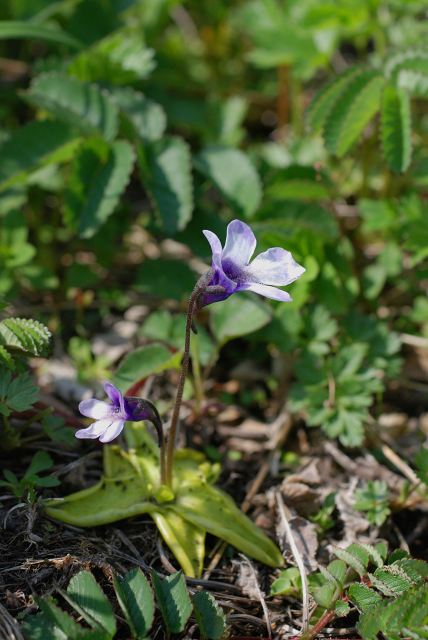 c0027027_1717305.jpg