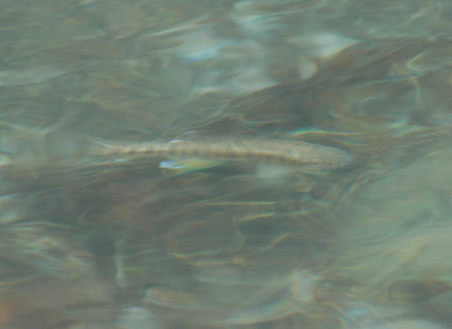 c0133133_1545834.jpg