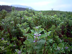 c0019338_1811407.jpg