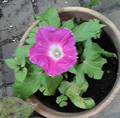 c0117239_940560.jpg