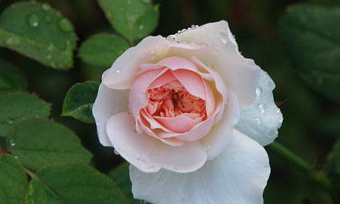 e0184558_86126.jpg