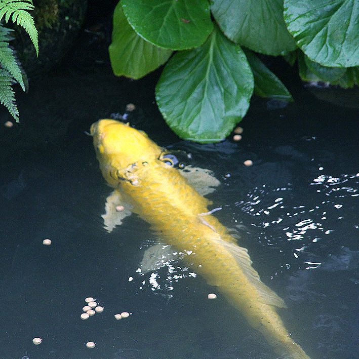 e0188168_937196.jpg