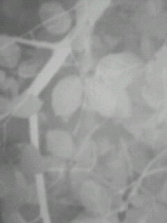 f0100480_0533353.jpg