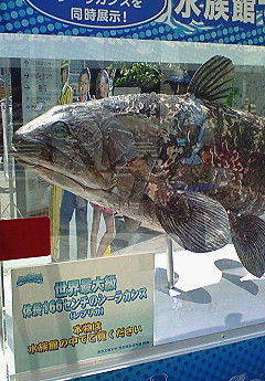 e0088684_1518537.jpg