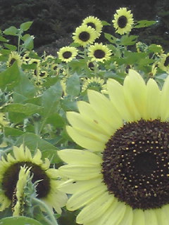 b0179086_12203131.jpg