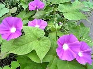 e0098908_19331468.jpg