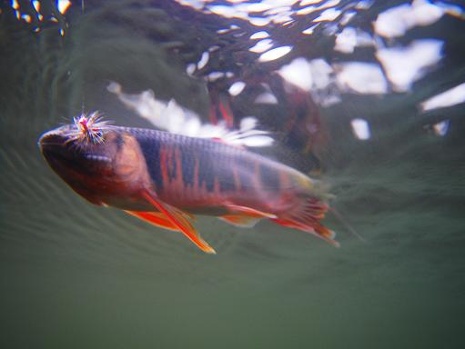 e0123808_11421389.jpg