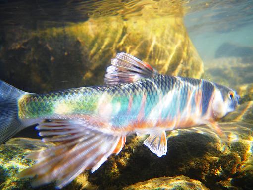 e0123808_1148173.jpg
