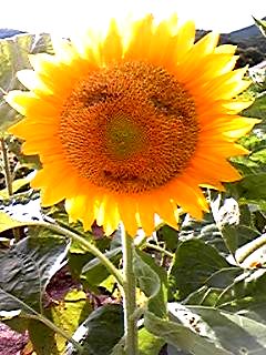 a0037414_1338476.jpg