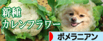 b0075318_11445998.gif