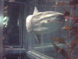 a0052621_20393139.jpg