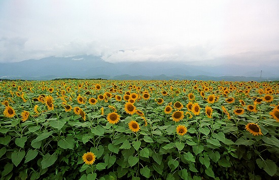 d0001533_14481162.jpg