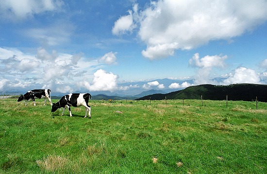 d0001533_16481196.jpg