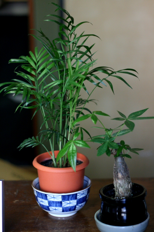 f0084133_1614251.jpg