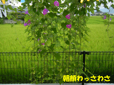 f0008935_13452946.gif