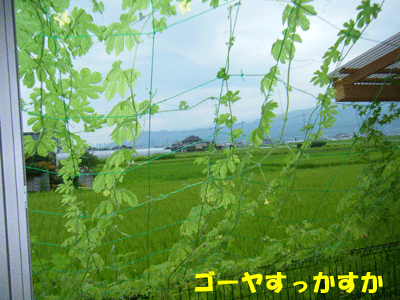 f0008935_1346614.gif