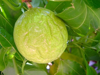c0056437_1394959.jpg