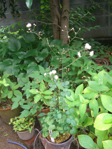 e0110940_11352397.jpg