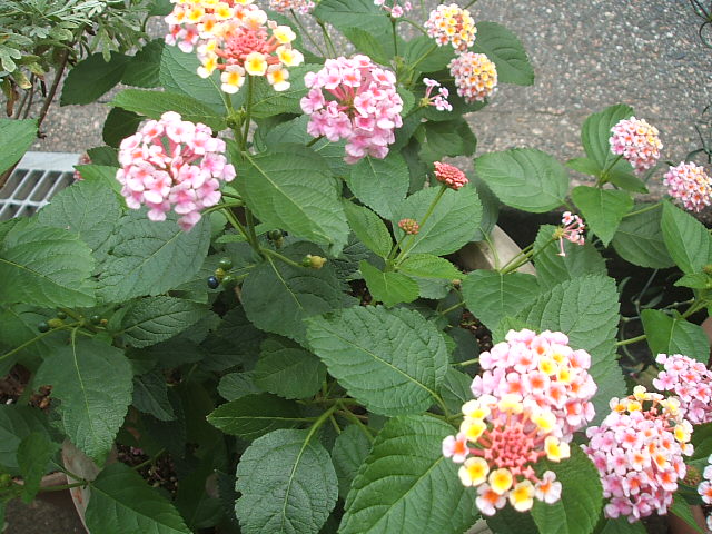 f0048952_5551931.jpg