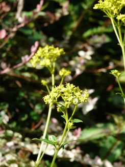 f0195963_10345020.jpg