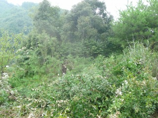 f0055264_191524.jpg