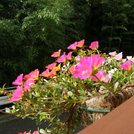 c0122670_015839.jpg