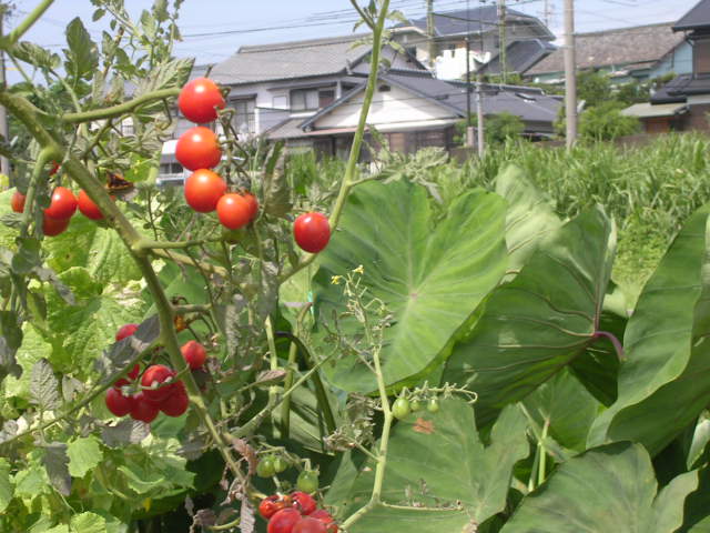 d0142182_1173491.jpg