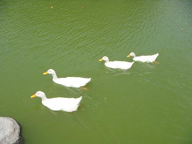 c0002590_1421066.jpg