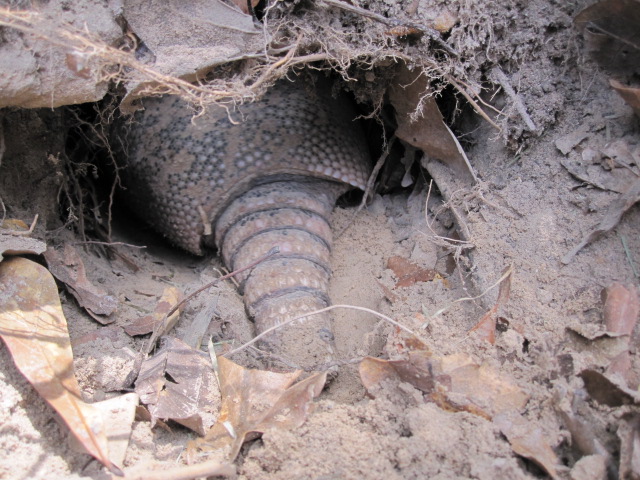 e0171595_1250549.jpg