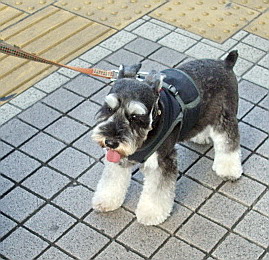 c0138198_9203617.jpg