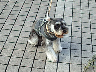 c0138198_9533239.jpg