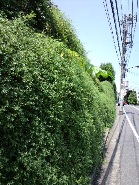 a0088007_21262071.jpg