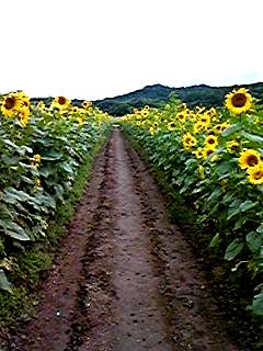 a0037414_1221446.jpg