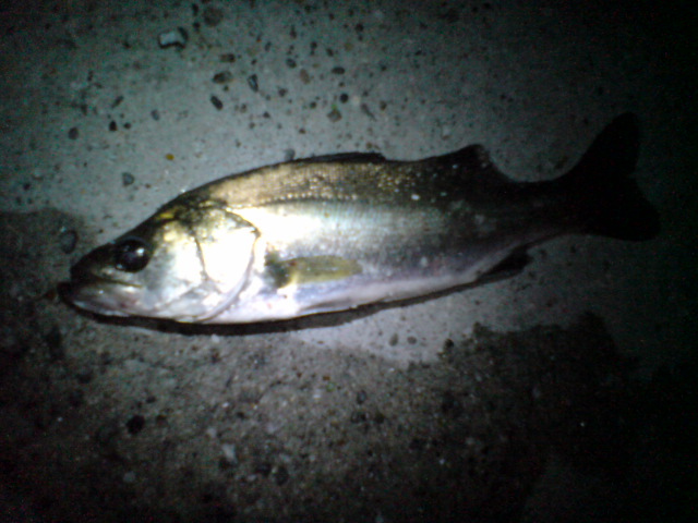 a0096420_23121313.jpg
