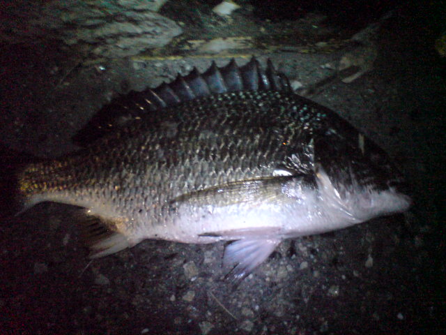 a0096420_23493789.jpg