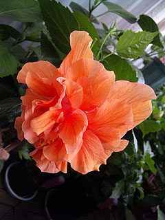 b0101263_11154388.jpg