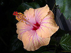 b0101263_1116166.jpg
