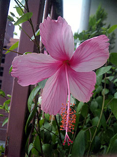 b0101263_119222.jpg