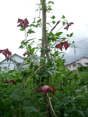 c0186463_17123315.jpg