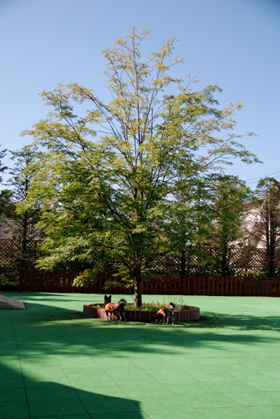 f0065768_1753150.jpg