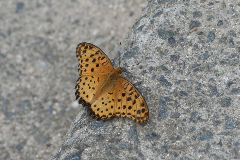 b0088772_233824.jpg