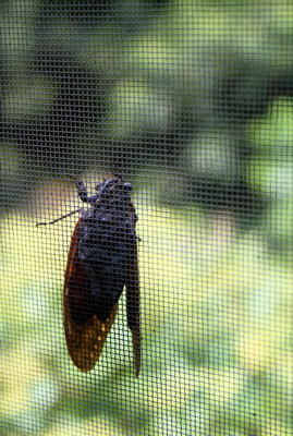 d0000274_182668.jpg