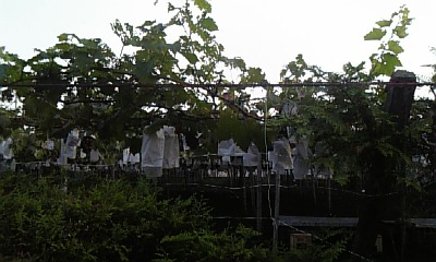 e0113675_812823.jpg