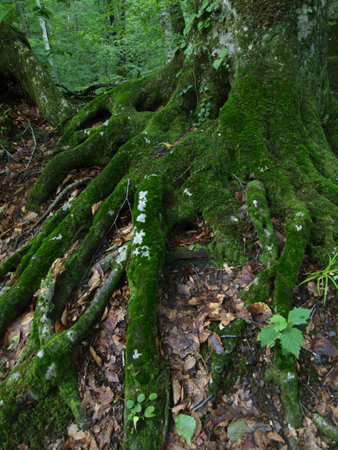 d0152981_11442758.jpg