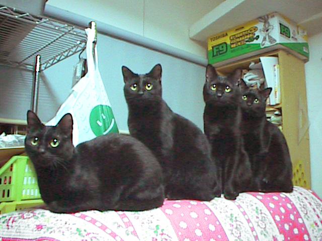 e0140987_3393055.jpg