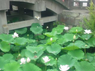 b0044209_1156525.jpg