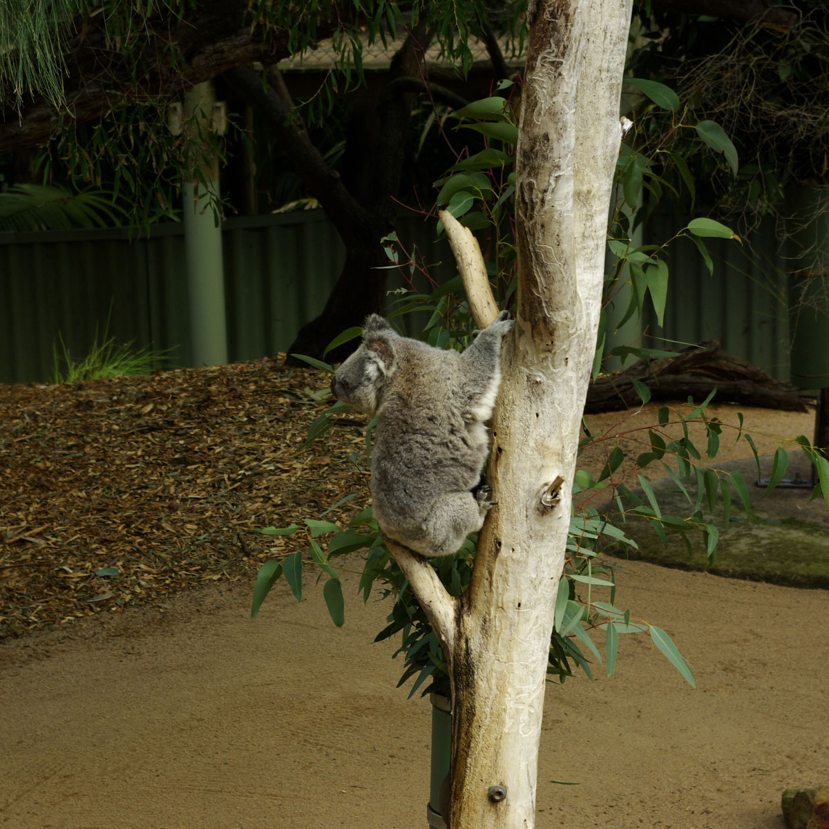 PerthZoo〜Native<b>コアラ</b>