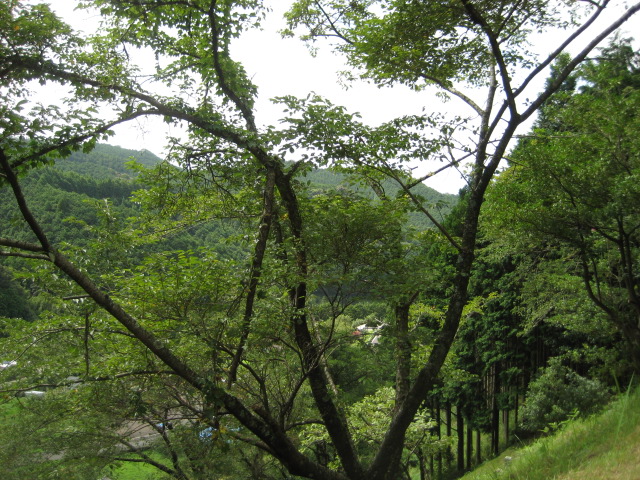 d0147727_718458.jpg