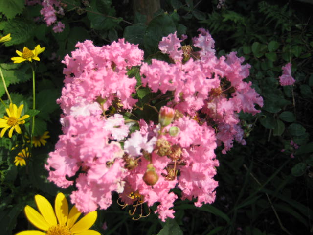 e0166032_1616216.jpg