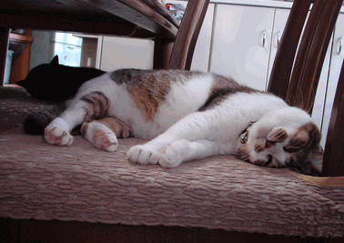c0136736_21475049.gif